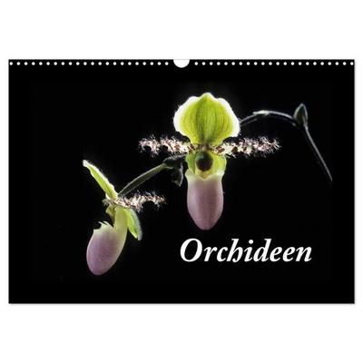 Orchideen 2027 (Wandkalender 2027 DIN A3 quer), CALVENDO Monatskalender
