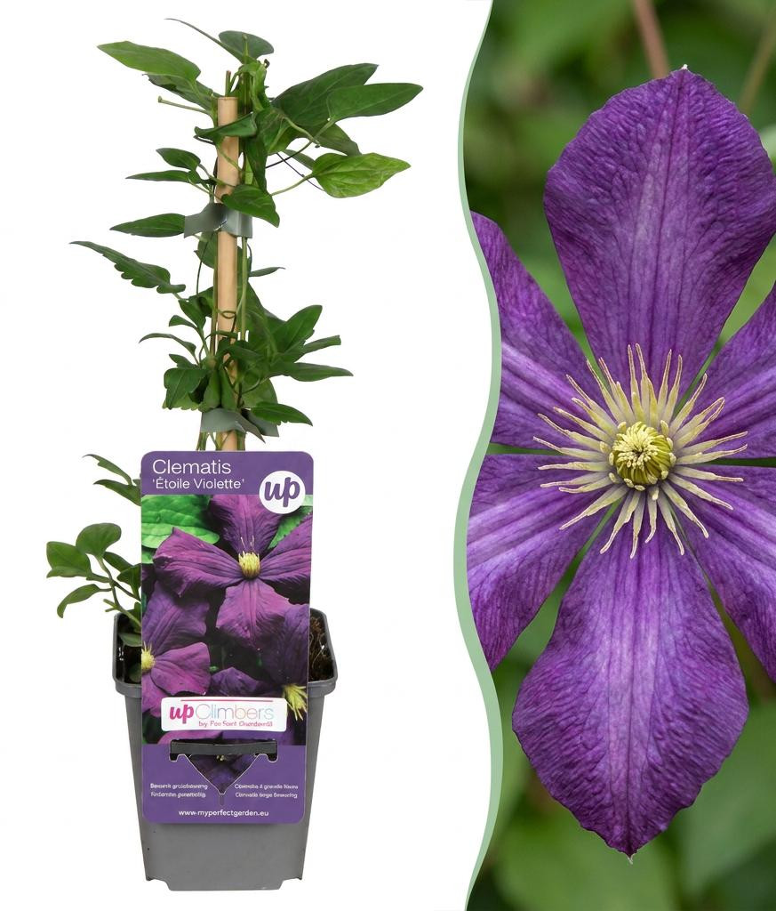 Clematis Etoile Viol Bosrank Paars Klimplant Pflanzenboutique 4 stuks 25-35 cm Ø9 cm