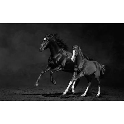 Fototapete PAPERMOON "PFERDE IM GALOPP-STUTE MIT FOHLEN SCHWARZ WEIßTIERE", bunt, B:4,5m L:2,8m, Vlies, Tapeten