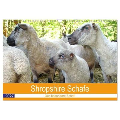 Shropshire Schafe (Wandkalender 2027 DIN A3 quer), CALVENDO Monatskalender