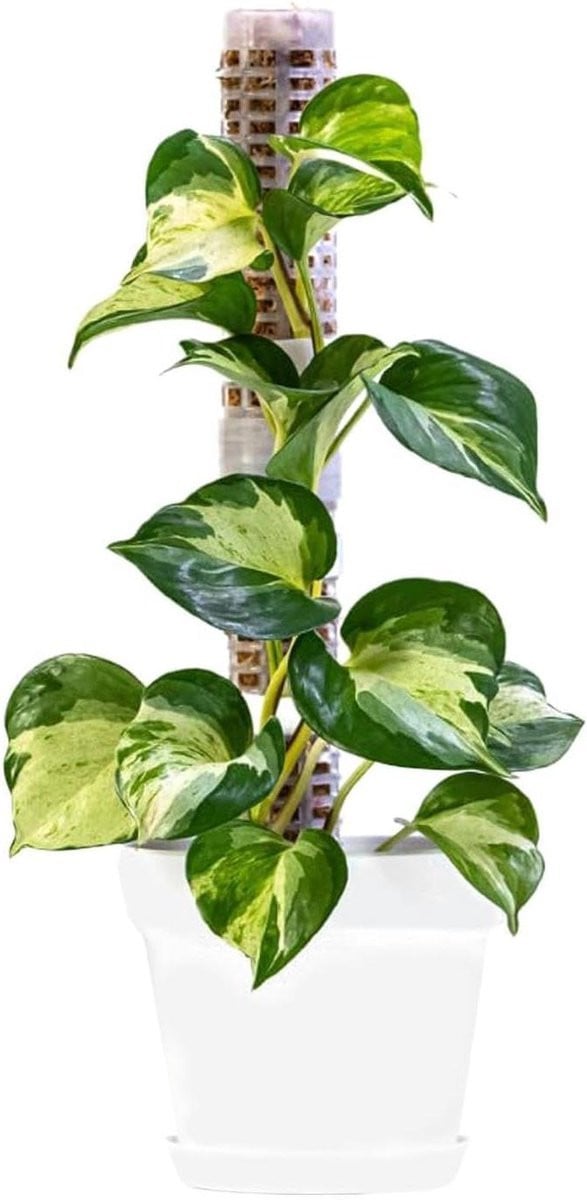 Mospaal voor klimplanten en kamerplanten, zwart, 28,5 cm