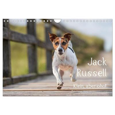 Jack Russell - Klein, aber oho! (Wandkalender 2026 DIN A4 quer), CALVENDO Monatskalender
