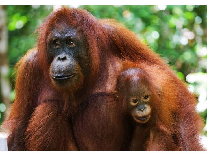 Fototapete PAPERMOON Orang-Utan mit Baby , bunt, B:4m L:2,6m, Vlies, Tapeten, Fototapete