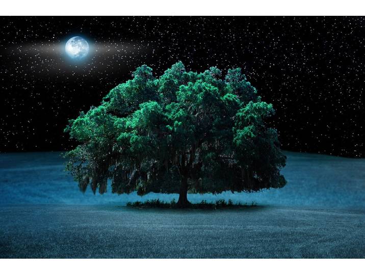 Fototapete PAPERMOON Baum in Landschaft bei Nacht , bunt, B:5m L:2,8m, Vlies, Tapeten, Fototapete