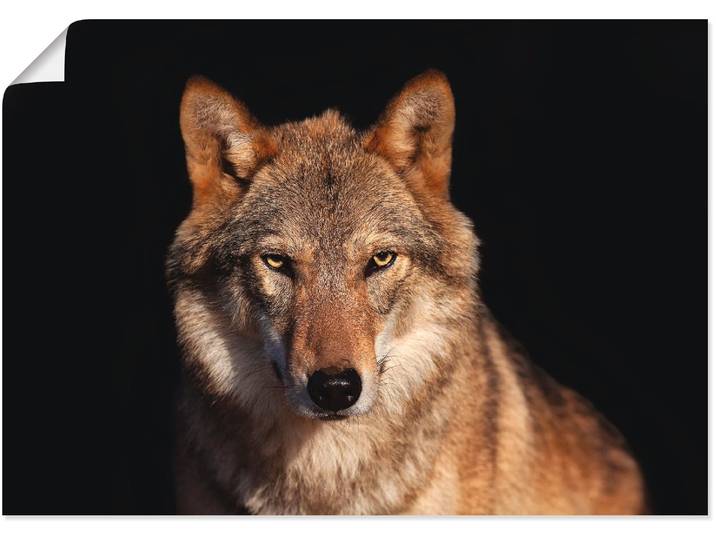 Poster ARTLAND Wolf , braun (farbe bild(er): braun), B:70cm H:50cm, Bilder, Poster, ohne Rahmen