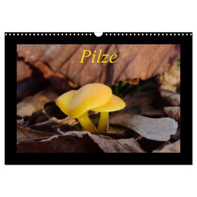 Pilze (Wandkalender 2027 DIN A3 quer), CALVENDO Monatskalender