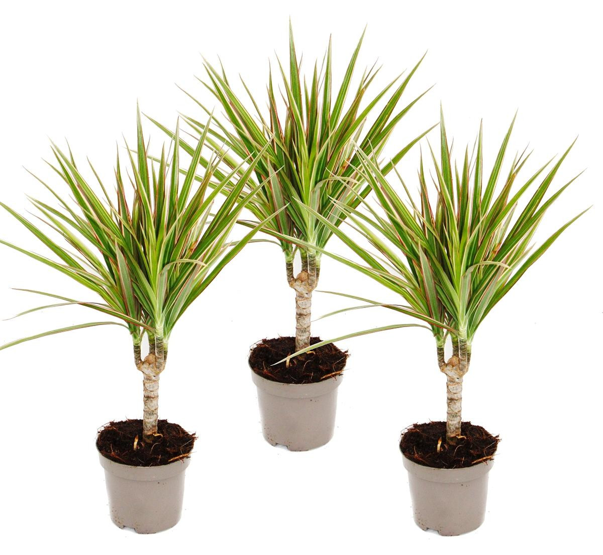 Exotenherz Set van 3 Tweekleurige drakenbomen - Dracaena marginata bicolor