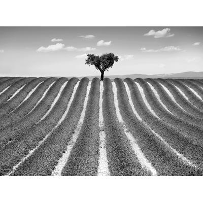 Fototapete PAPERMOON "Feld Schwarz & Weiß", schwarz (schwarz, weiß), B:3,5m L:2,6m, Vlies, Tapeten