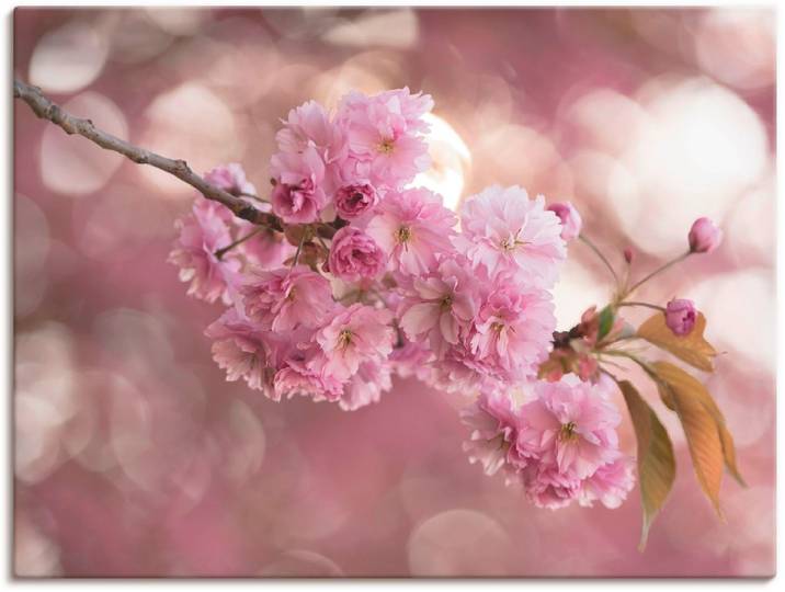 Leinwandbild ARTLAND Japanische Kirschblüte in Love III , pink (farbe bild(er): pink), B:80cm H:60cm, Bilder, Leinwandbild, auf Holzrahmen gespannt