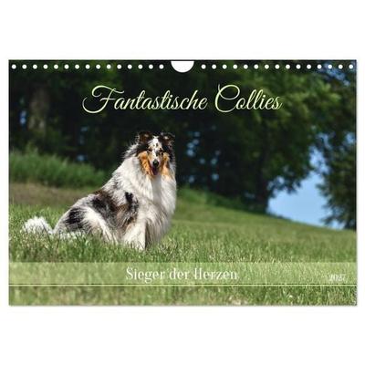Fantastische Collies - Sieger der Herzen (Wandkalender 2027 DIN A4 quer), CALVENDO Monatskalender