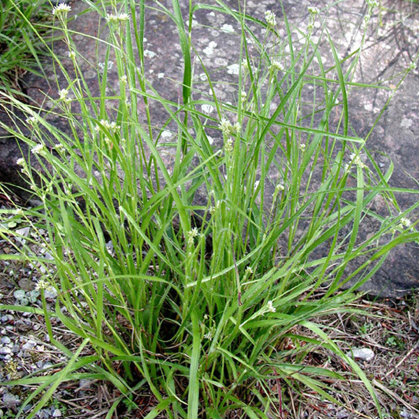6 x Sneeuwgras (Luzula nivea) in pot van 9x9 cm van Arborix