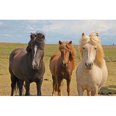 Fototapete PAPERMOON "ISLAND-PFERDE-PONY TIER LANDSCHAFT FELD MEER INSEL XXL", bunt, B:4m L:2,6m, Vlies, Tapeten