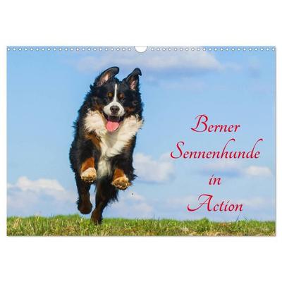 Berner Sennenhunde in Action (Wandkalender 2027 DIN A3 quer), CALVENDO Monatskalender