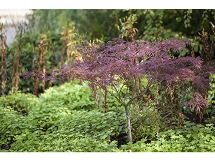 Japanischer Ahorn 'Inaba-shidare' 100-125 cm Topf Acer palmatum winterhart Acer palmatum, überhängender Wuchs, dunkelrote Herbstfärbung, sonnig bis halbschattig, Solitärpflanze, winterhart bis -20 °C