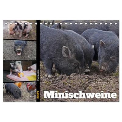 Faszination Minischweine (Tischkalender 2027 DIN A5 quer), CALVENDO Monatskalender