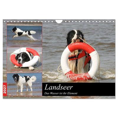 Landseer - Das Wasser ist ihr Element (Wandkalender 2027 DIN A4 quer), CALVENDO Monatskalender