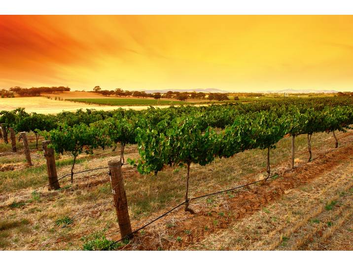 Fototapete PAPERMOON Sunrise Vineyard , bunt, B:2m L:1,49m, Vlies, Tapeten, Fototapete