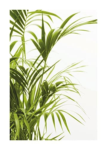 Komar Reed Leaves Kunstdruk Poster, Multicolour, 50 x 70 cm
