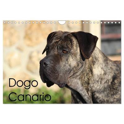 Dogo Canario (Wandkalender 2026 DIN A4 quer), CALVENDO Monatskalender