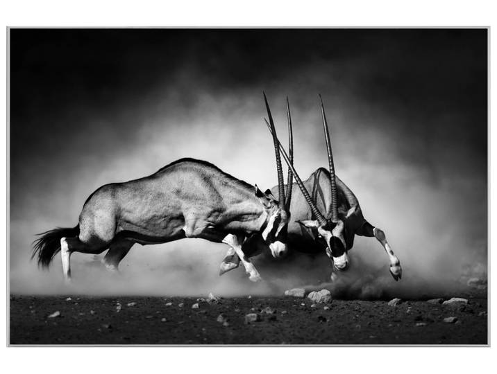 Bild mit Rahmen 2 Kämpfende Oryx image LAND