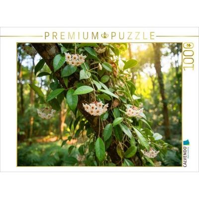 CALVENDO Puzzle Hoya carnosa - Porzellanblume in der Natur | 1000 Teile Lege-Größe 64x48cm Foto-Puzzle für glückliche Stunden