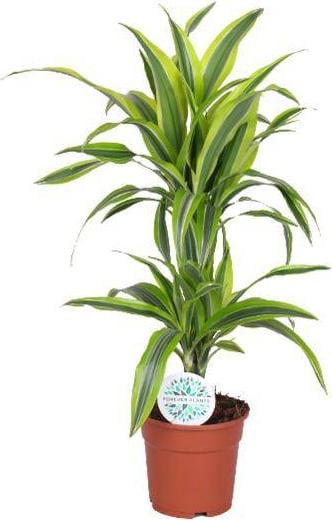 Oasis of Life Dracaena Lemon Lime kamerplant Ø17cm 65cm