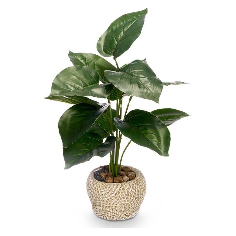 Ibergarden Topfpflanze Topfblattspitze (35 cm) (52287750)