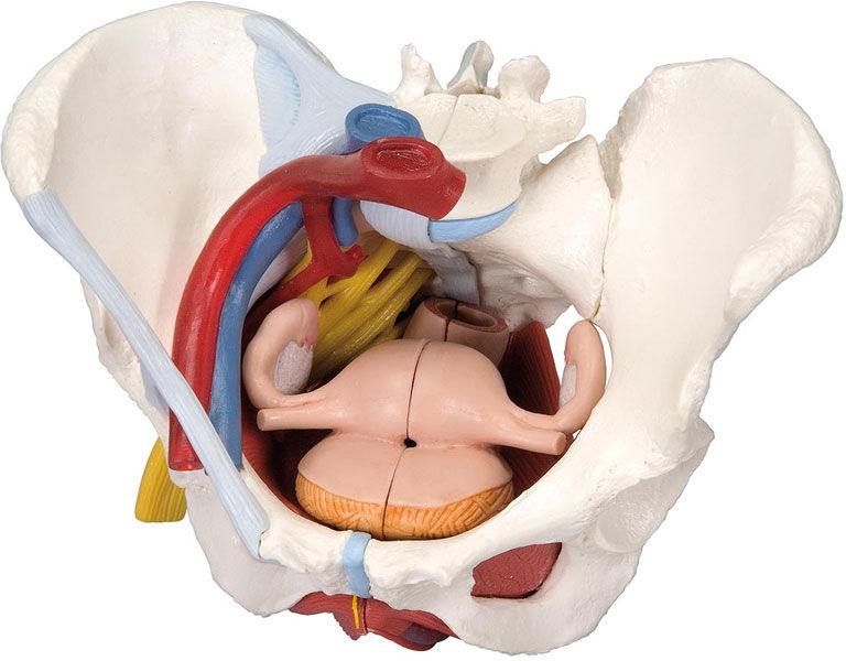 Modelo anatómico de pelvis feminina com ligamentos, veias, nervos, chão pélvico e órgãos (seis partes)