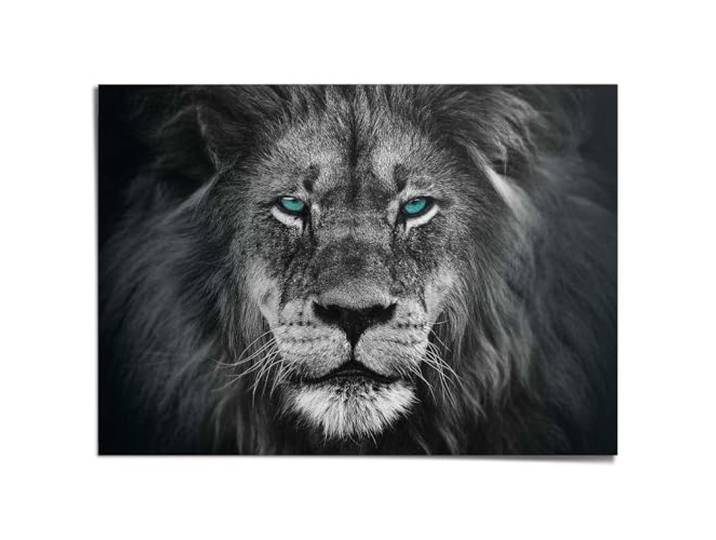 Poster Leeuw 100 x 140