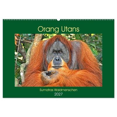Orang Utans Sumatras Waldmenschen (Wandkalender 2027 DIN A2 quer), CALVENDO Monatskalender