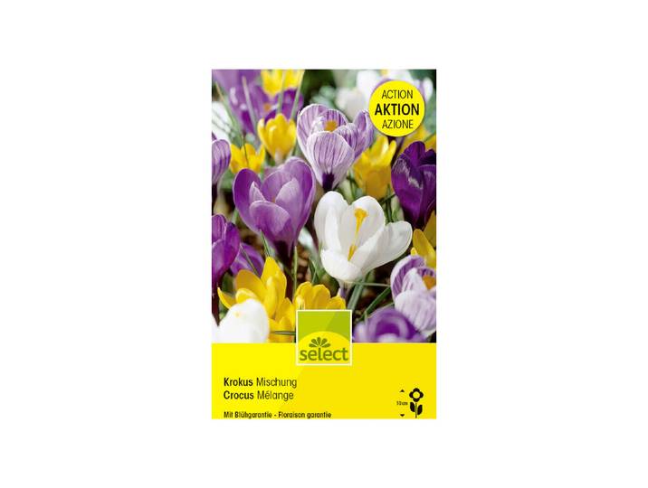 Select Blumenzwiebel Krokus grossblumig Mischung Grosspackung