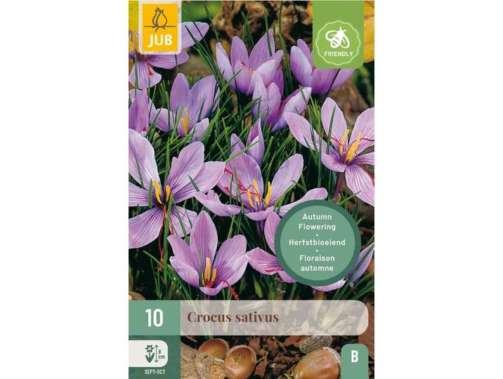 Crocus sativus 10 bollen