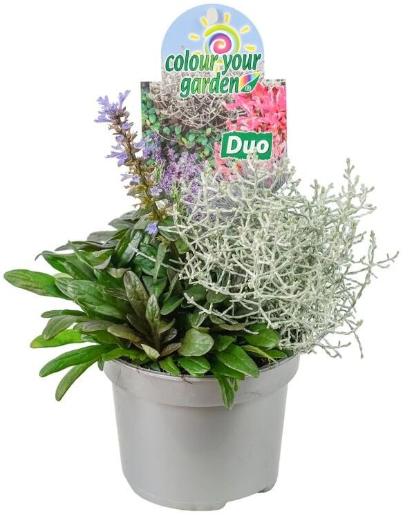 Herbstpflanzen - Duo 13 cm Topf