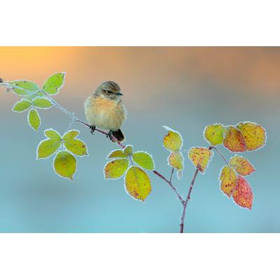 Fototapete PAPERMOON "Photo-Art ANDRES MIGUEL DOMINGUEZ, WINTERFARBEN", bunt, B:4m L:2,6m, Vlies, Tapeten