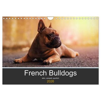 French Bulldog aktiv, verspielt, sportlich (Wandkalender 2026 DIN A4 quer), CALVENDO Monatskalender