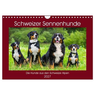 Schweizer Sennenhunde - die Hunde aus den Schweizer Alpen (Wandkalender 2027 DIN A4 quer), CALVENDO Monatskalender