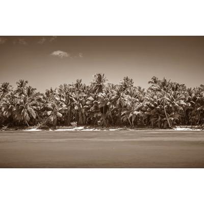 Fototapete PAPERMOON "PALMEN-SCHWARZ WEIßWANDBILD PALME NATUR BÄUME MEER SEE", bunt, B:3m L:2,23m, Vlies, Tapeten