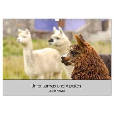 Unter Lamas und Alpakas (Wandkalender 2027 DIN A3 quer), CALVENDO Monatskalender