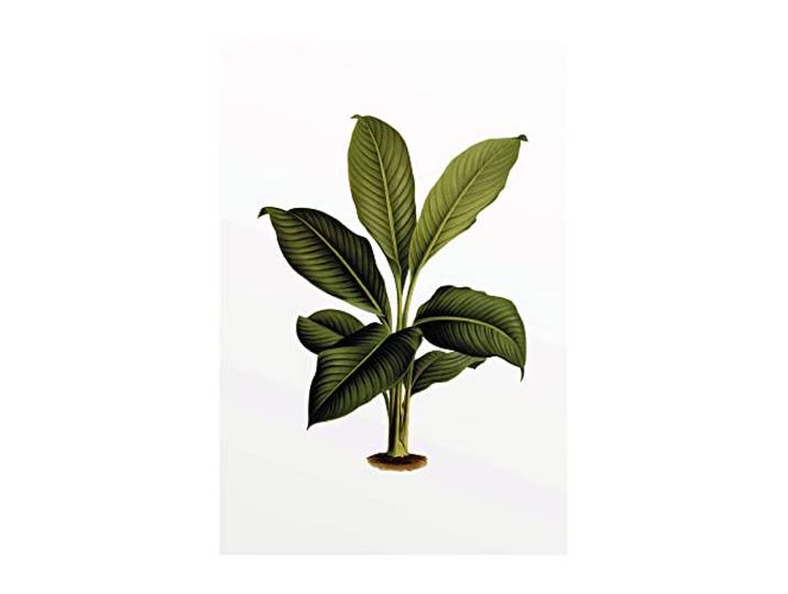 Komar Elastica Leaf – Taille : 50 x 70 cm Image murale\, poster (sans cadre) – Pure Boutique