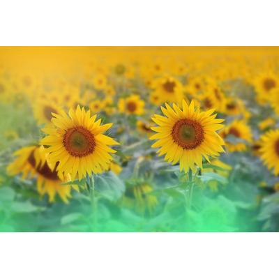 Papermoon "SONNENBLUMEN-ABSTRAKT DEKOR MUSTER FANTASIE KUNST FELD"