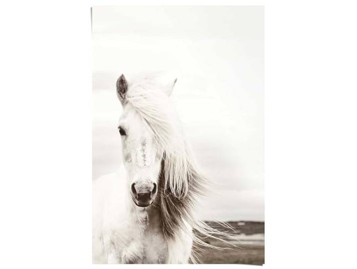 REINDERS Poster, White Horse, Kinderzimmer, Poster, Wanddeko, Room Decor, Bilderdruckpapier, Weiß, 91,5 x 61