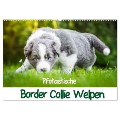 Pfotastische Border Collie Welpen (Wandkalender 2027 DIN A2 quer), CALVENDO Monatskalender