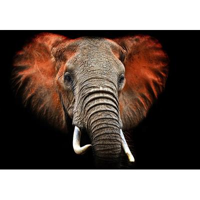 Fototapete PAPERMOON "Elefant", bunt, B:5m L:2,8m, Vlies, Tapeten