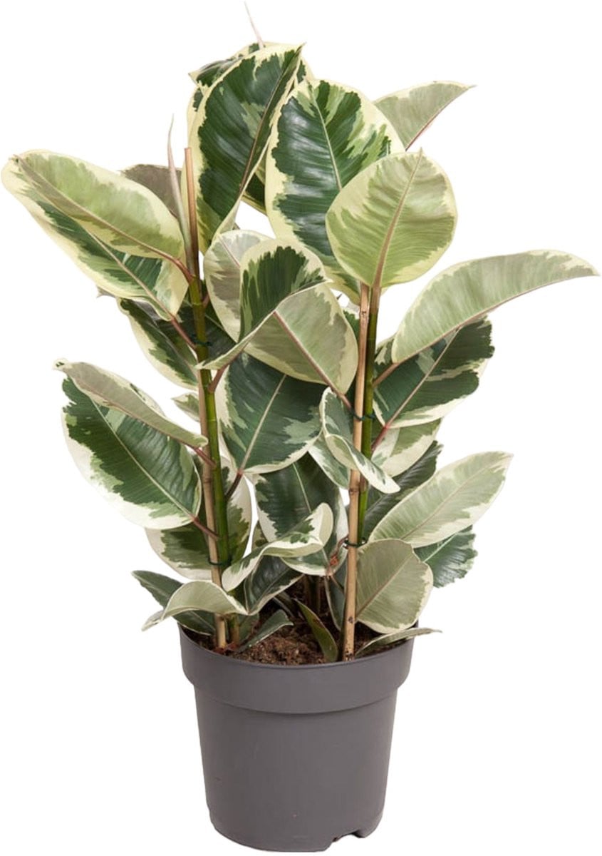Trendyplants Ficus Elastica Tineke Rubberboom Kamerplant Hoogte: 90-110 cm, Potmaat: Ø27 cm