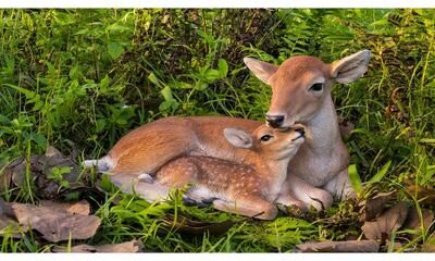 Hi-Line Gift Cuddling Mother and Baby Deer Garden Statue
