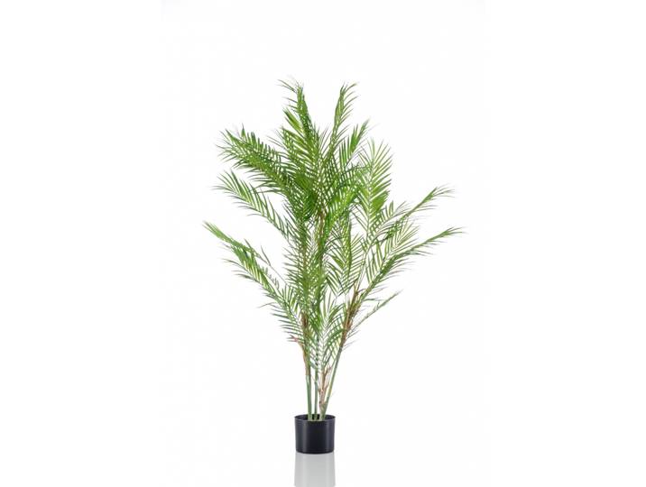 Palm chamaedorea