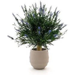 + 10 % Kassenrabatt | Designplants/Luca Lifestyle Lavendel Kugel Kunstpflanze (h:60 cm) mit Bordo Balloon Blumentopf