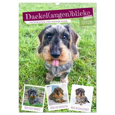 Dackel(augen)blicke (Wandkalender 2026 DIN A3 hoch), CALVENDO Monatskalender