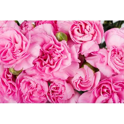 Papermoon "Rosen rosa"