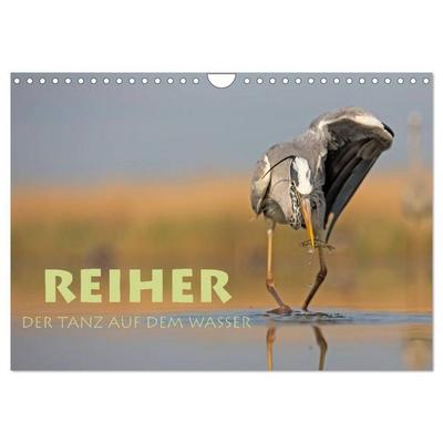 Reiher - Der Tanz auf dem Wasser (Wandkalender 2026 DIN A4 quer), CALVENDO Monatskalender